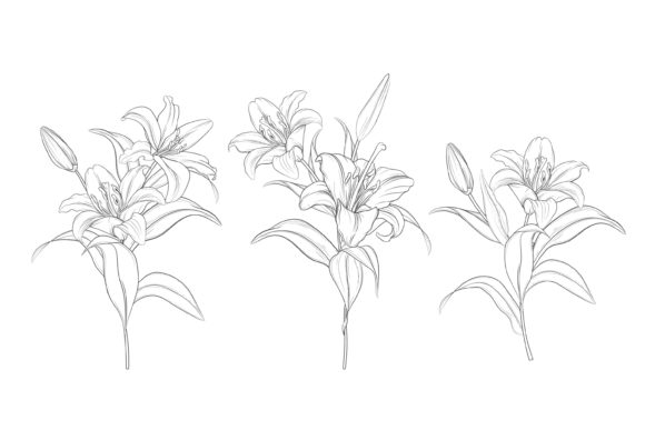 Download Drawn Floral Illustrations Graphic - Illustration Collection