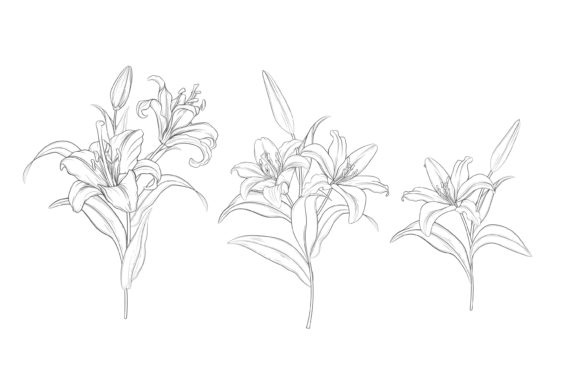 Download Drawn Floral Illustrations Graphic - Illustration Collection