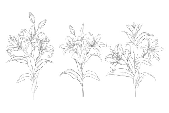 Download Drawn Floral Illustrations Graphic - Illustration Collection