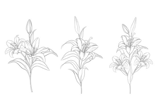 Download Drawn Floral Illustrations Graphic - Illustration Collection